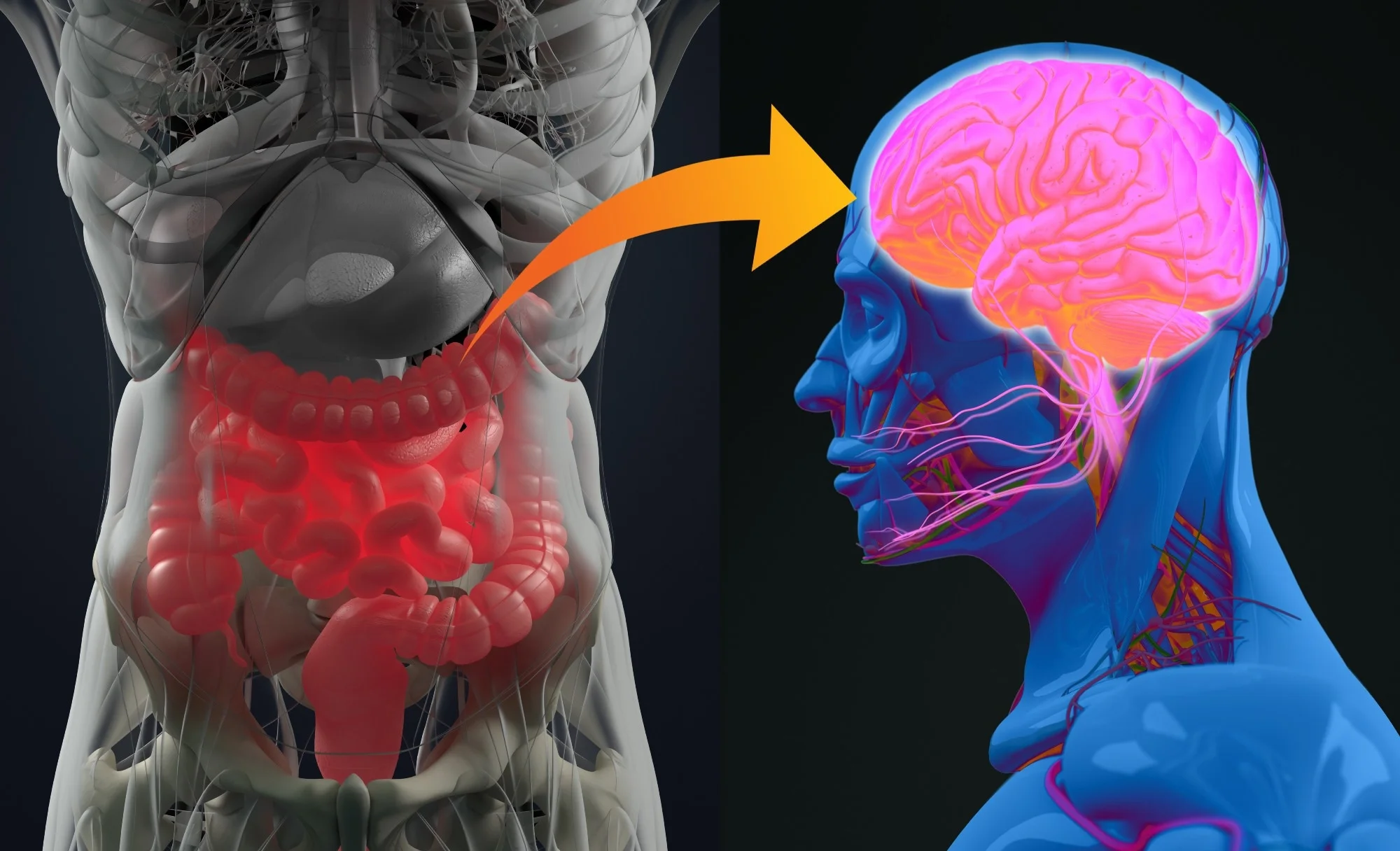 The Connection Between Gut Health and Mental Health