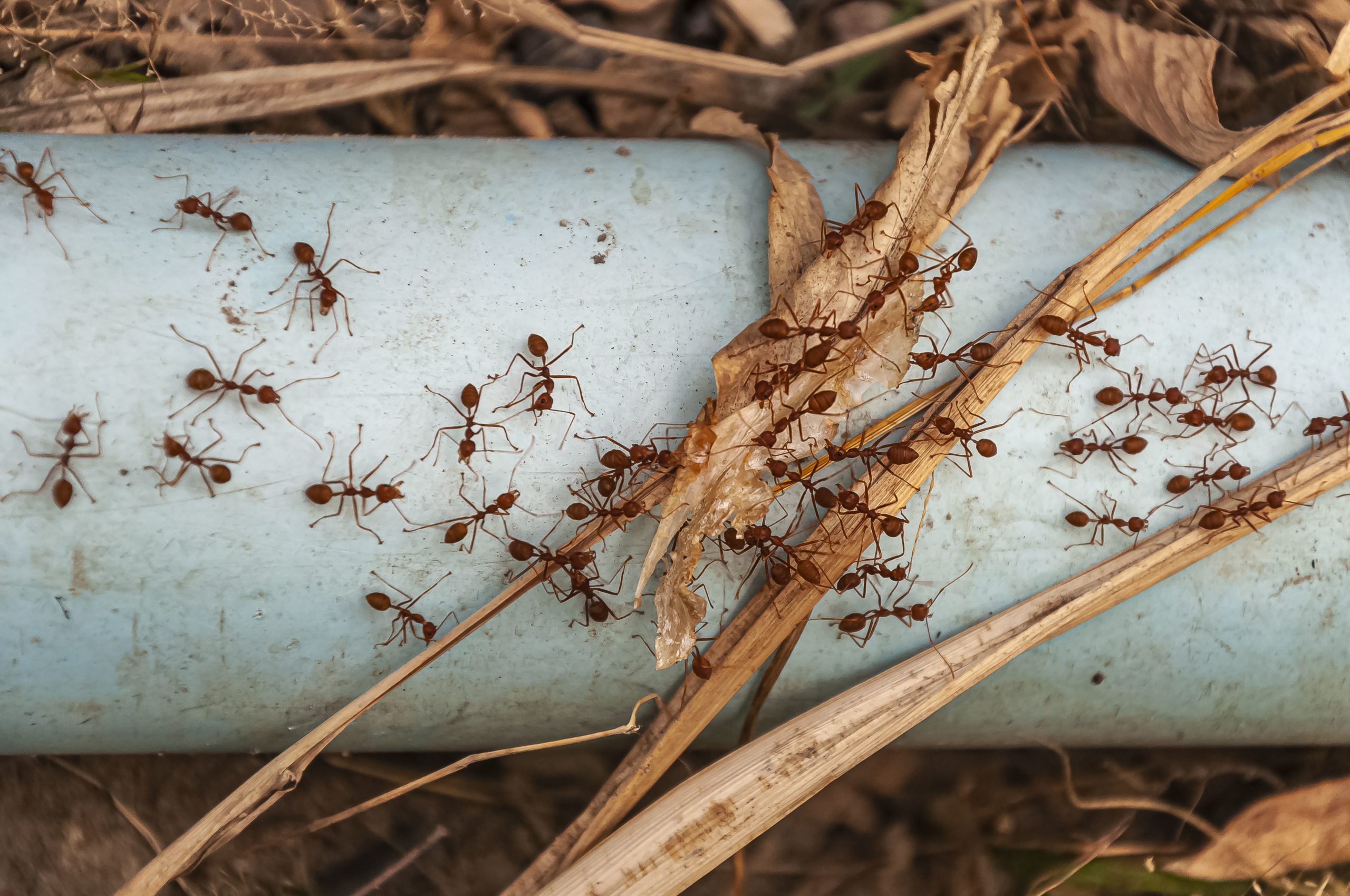 Monsoon Safety: Protecting Yourself from Insect Bites and Stings